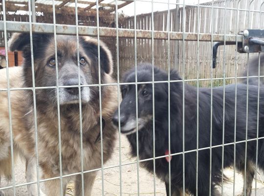 Młody Kolping w schronisku dla zwierząt