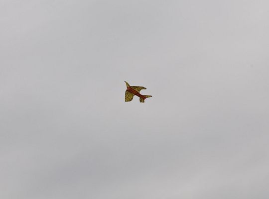 Jesienne Zawody Latawcowe