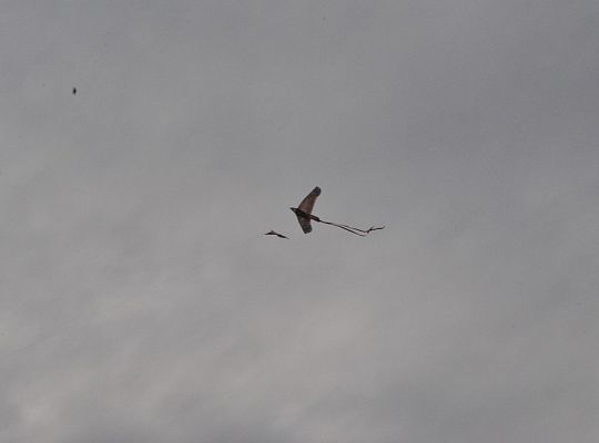 Jesienne Zawody Latawcowe