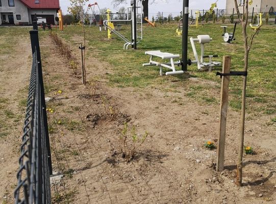 Zadrzewienie terenu siłowni zewnętrznej w Niewieścinie