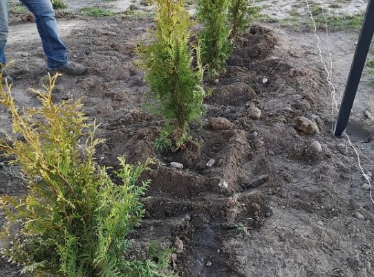 Zadrzewienie terenu siłowni zewnętrznej w Niewieścinie