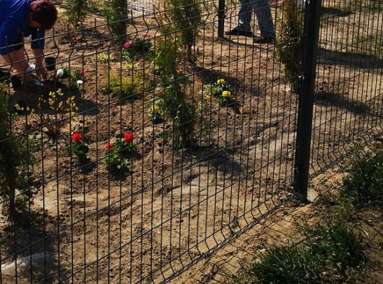 Zadrzewienie terenu siłowni zewnętrznej w Niewieścinie