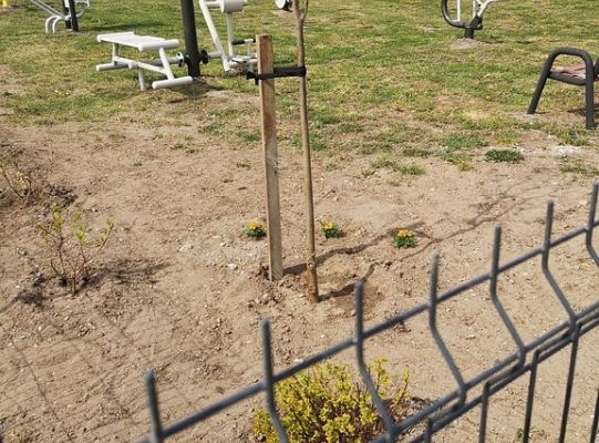 Zadrzewienie terenu siłowni zewnętrznej w Niewieścinie