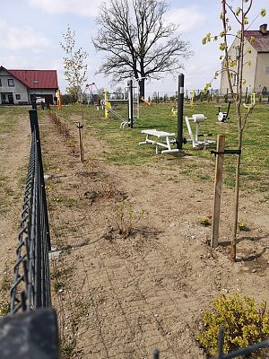 Zadrzewienie terenu siłowni zewnętrznej w Niewieścinie