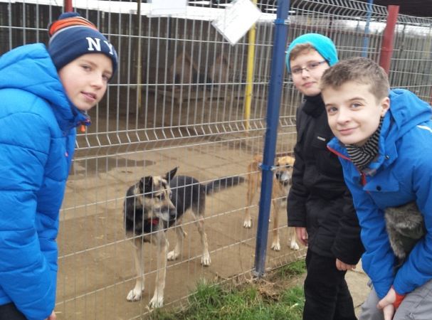 Młody Kolping w schronisku dla zwierząt